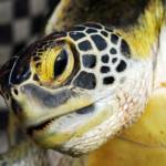 Turtle trading: cos’è, caratteristiche e vantaggi