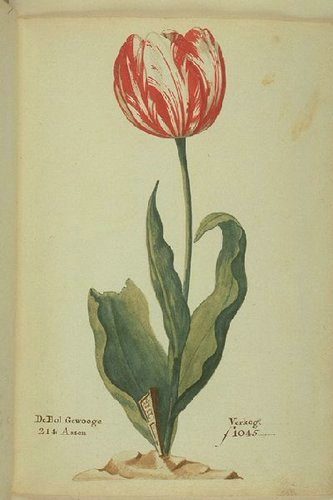 bolla dei tulipani - crisi finanziarie