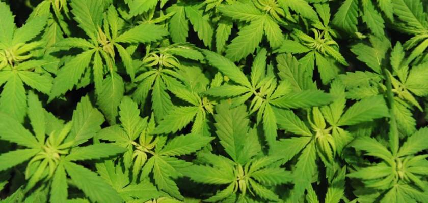 Investire nella cannabis