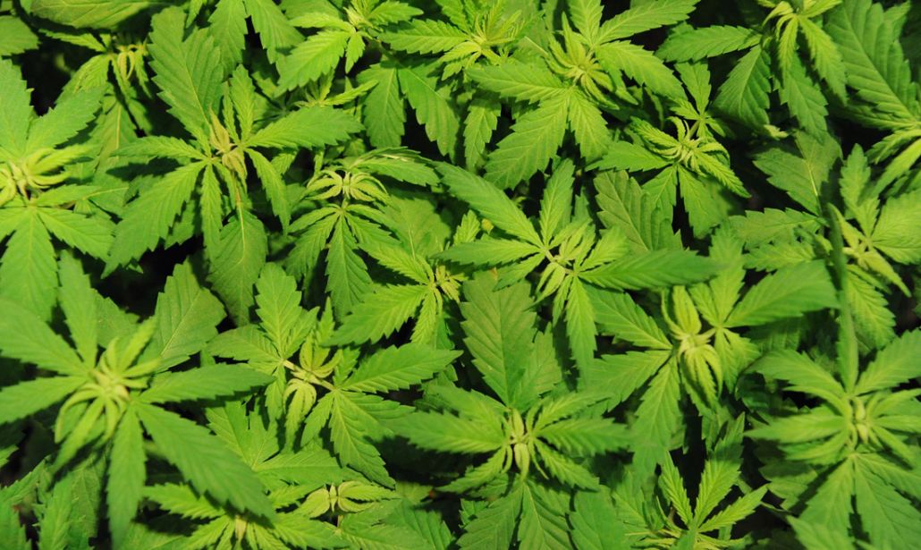 Investire nella cannabis in borsa